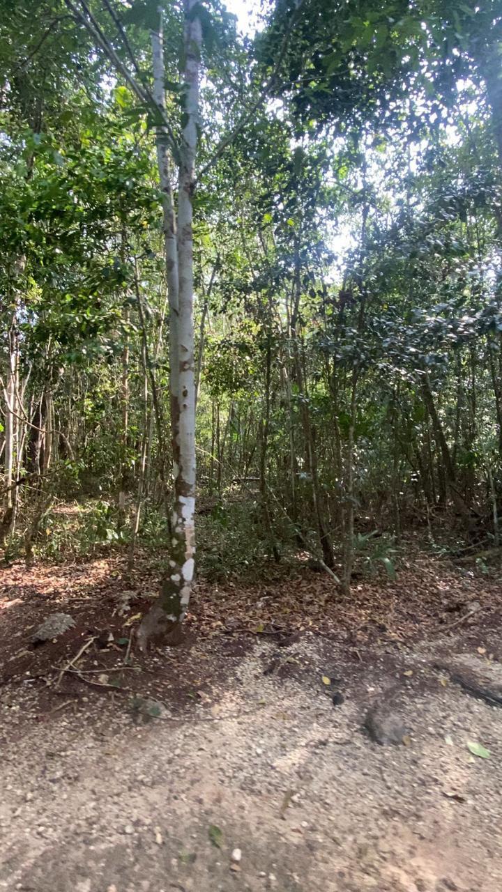 Oportunidad de Terreno en la ruta de los cenotes!