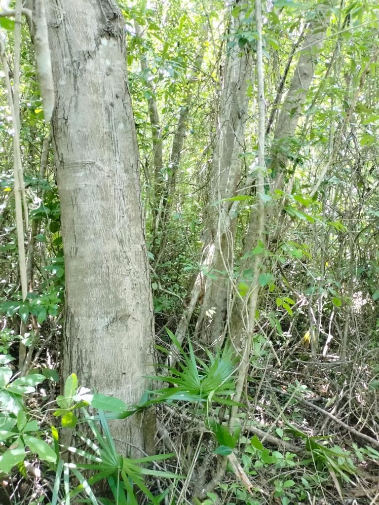 Hectáreas en Cancún